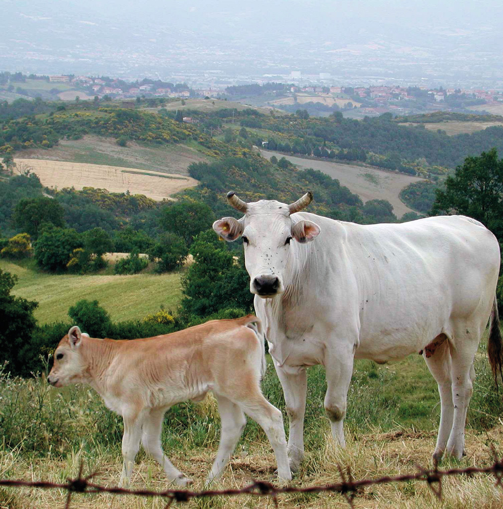 chianina